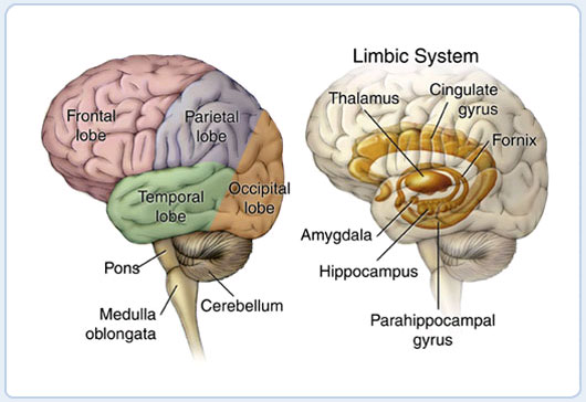 Magis-blog-The-God-Delusion-Belief-and-the-Brain-Part-1-antamoy