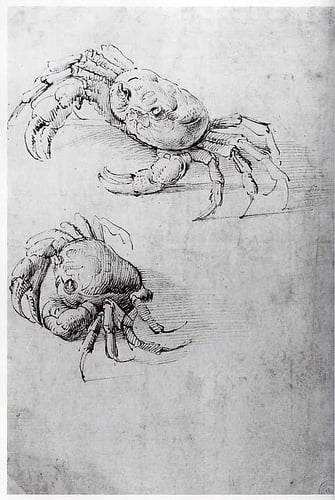 Da Vinci’s exquisite sketch of crabs.