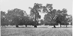 Cultivation of crops in a natural oak forest in the Salinas Valley (1914), central California.