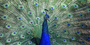 Lokrum Island Peacock by Danielle Six