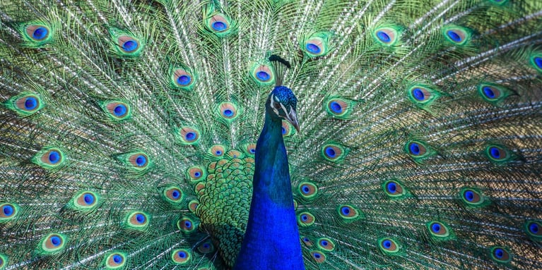 The Extravagant Colors of the Peacock And What They Reveal About Beauty