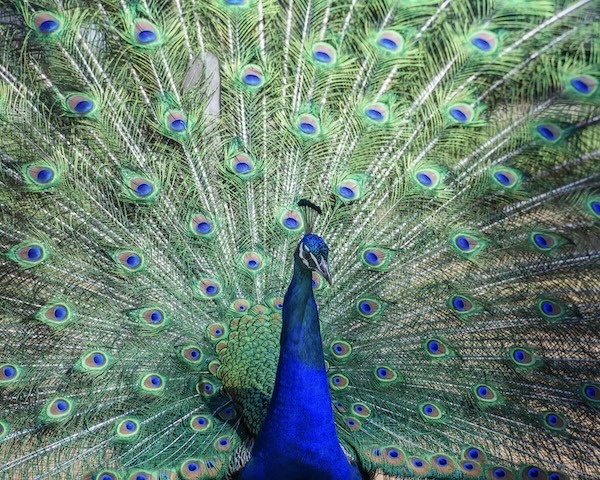 Lokrum Island Peacock by Danielle Six taken in Lokrum Island, Croatia in 2022