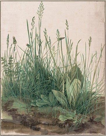 The Large Piece of Turf by Albrecht Dürer
