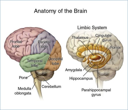 Brain_headBorder