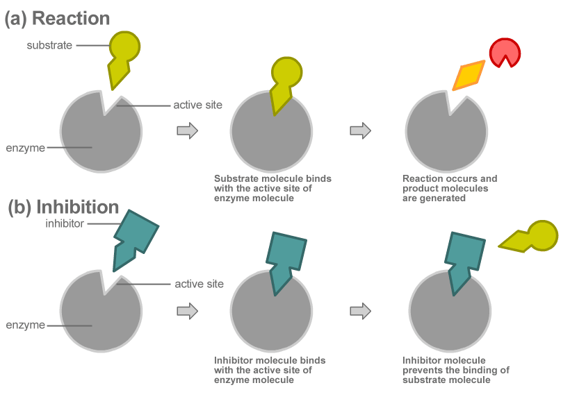 diagram of enzymes