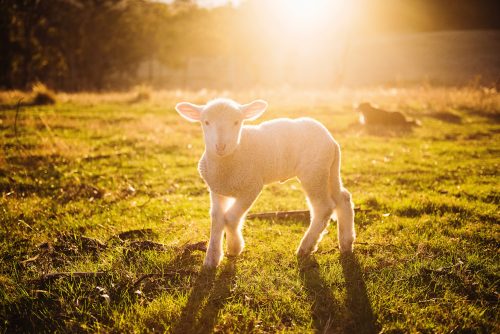 lamb in a field with sun flare