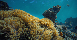 coral in the ocean