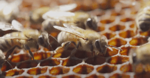 honey bee on a complex honey comb