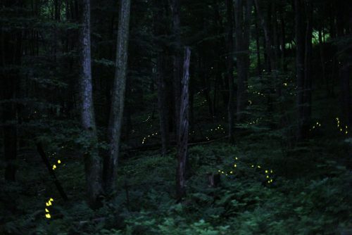 lightning bugs at night in forest