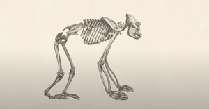 drawing of an evolving human's skeleton
