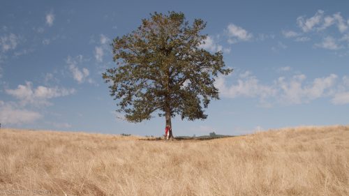 tree - example of complex life