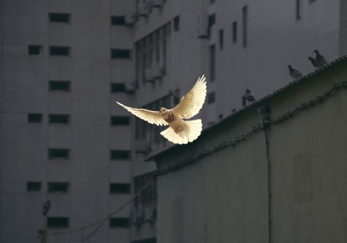 sun shining on white dove in mid flight