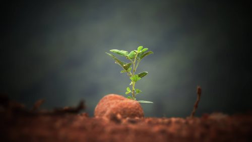 sapling grows from barren ground